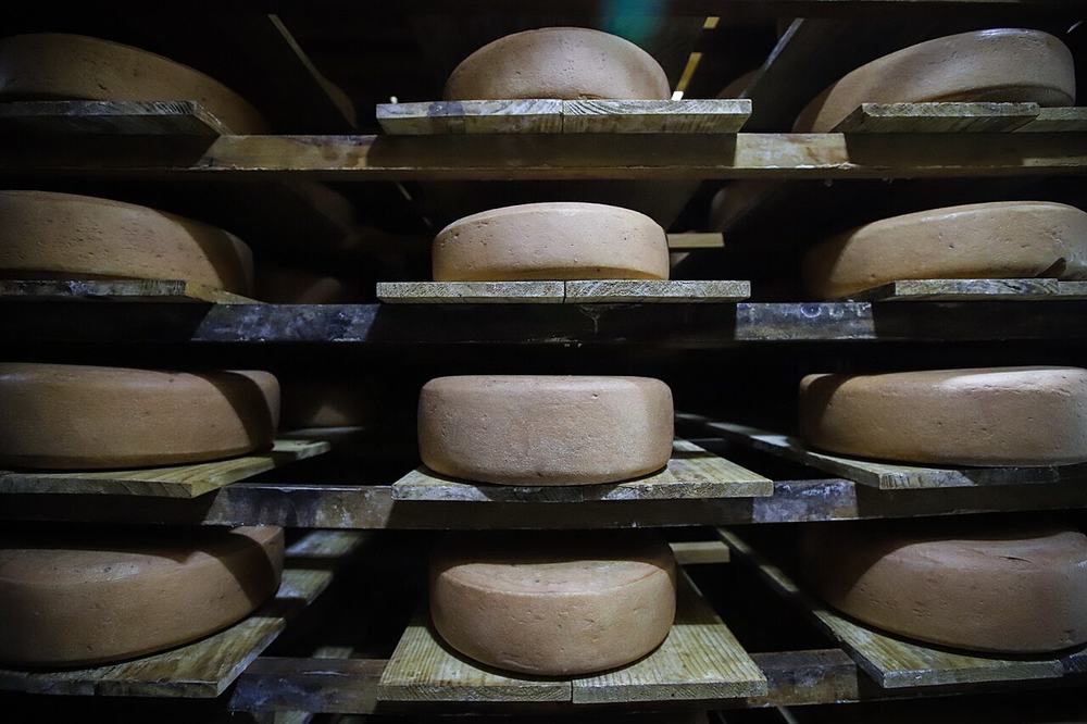 Formas de queijo colonial em prateleiras de madeira